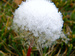 snow on a dandelion